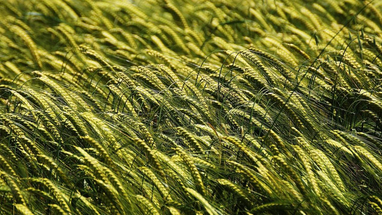 土传病害：农作物的“隐形杀手”及防治策略