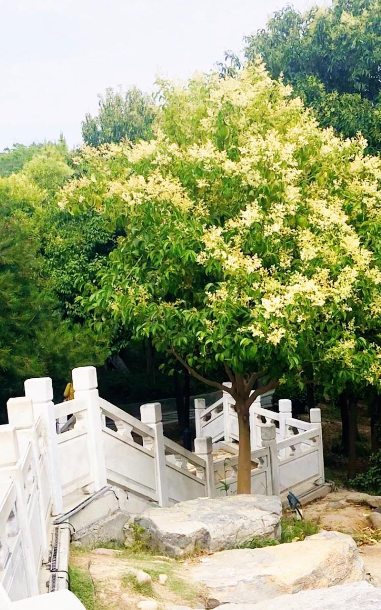       夏天里，随手一拍，到处都是美景。我常常在夏日外出的时候，用手机记录下