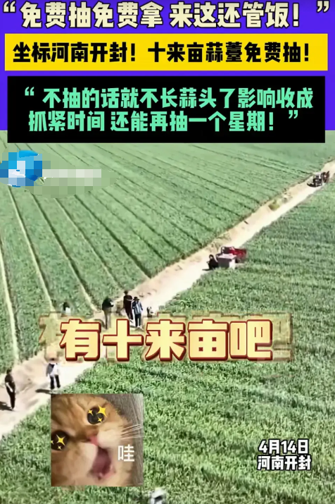 河南开封蒜农放出豪言："蒜薹管够，管饱还管饭！"眼下正值蒜薹采收季，种植户张大哥