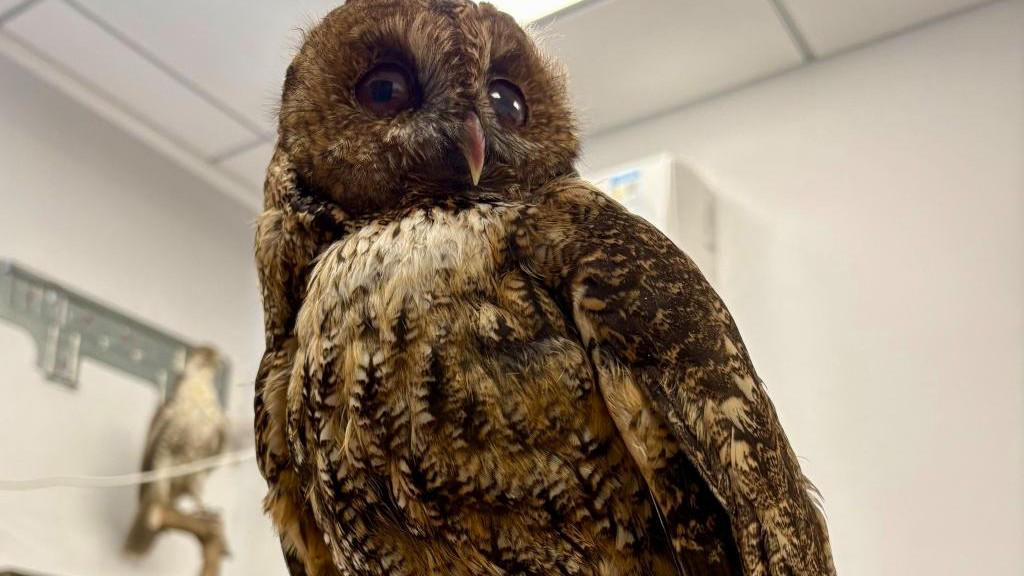 上海首录灰林鸮的遗憾与新生：一场车祸后的生命延续