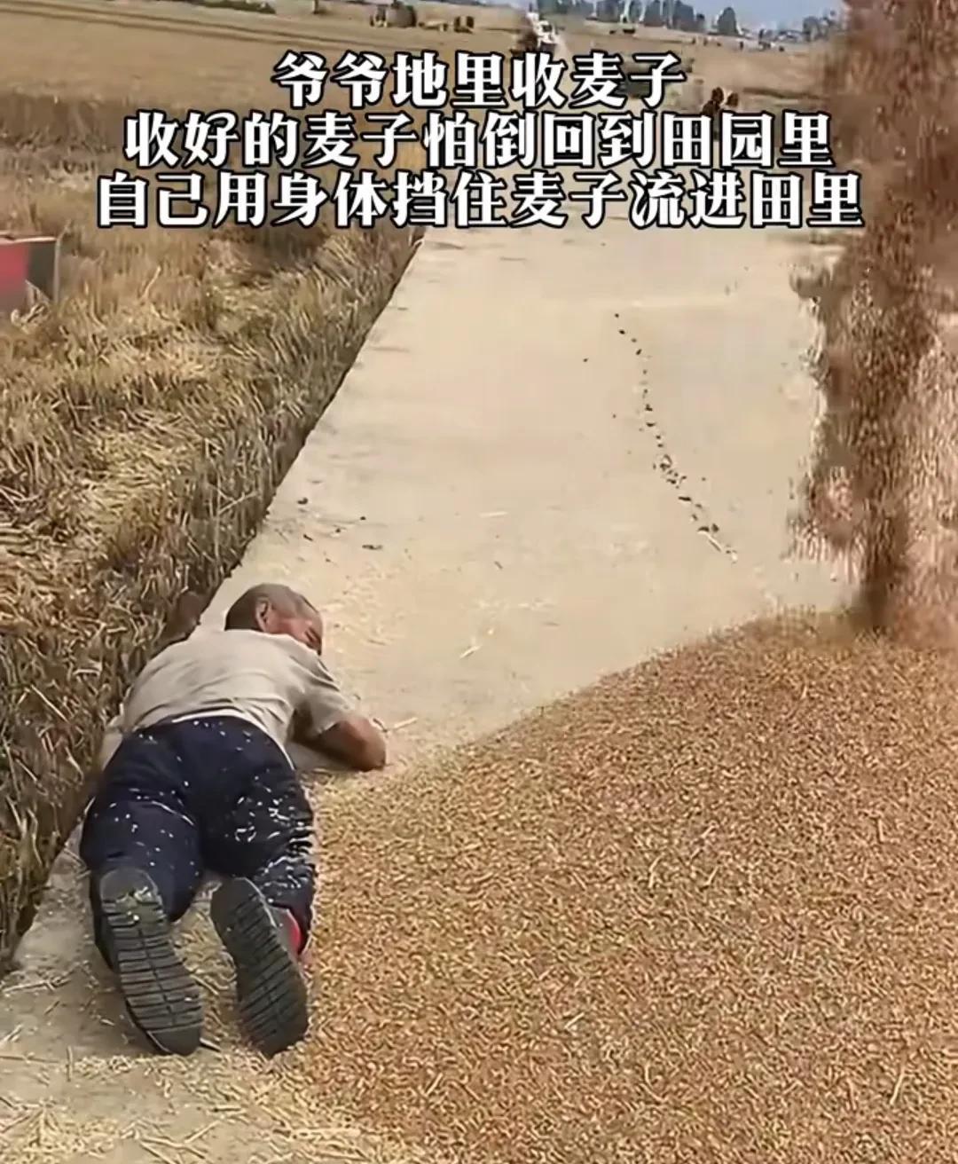 农民不易，
直到我回老家帮我爸我妈收小麦，我知道种地不简单！
他们很累很辛苦！