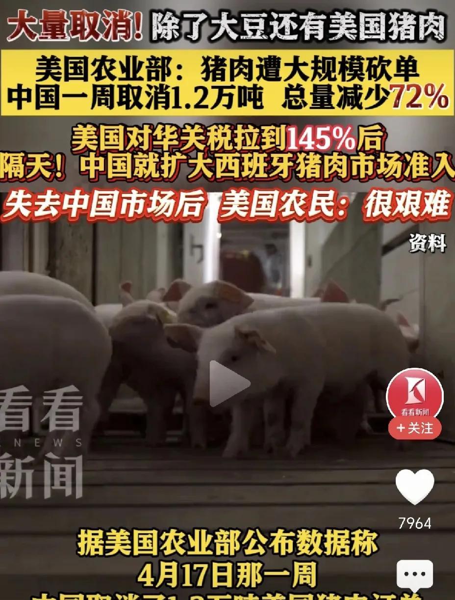美国头疼了！中国取消1.2万吨美猪肉大单！根据媒体报道，就在美国对华加税开打关税
