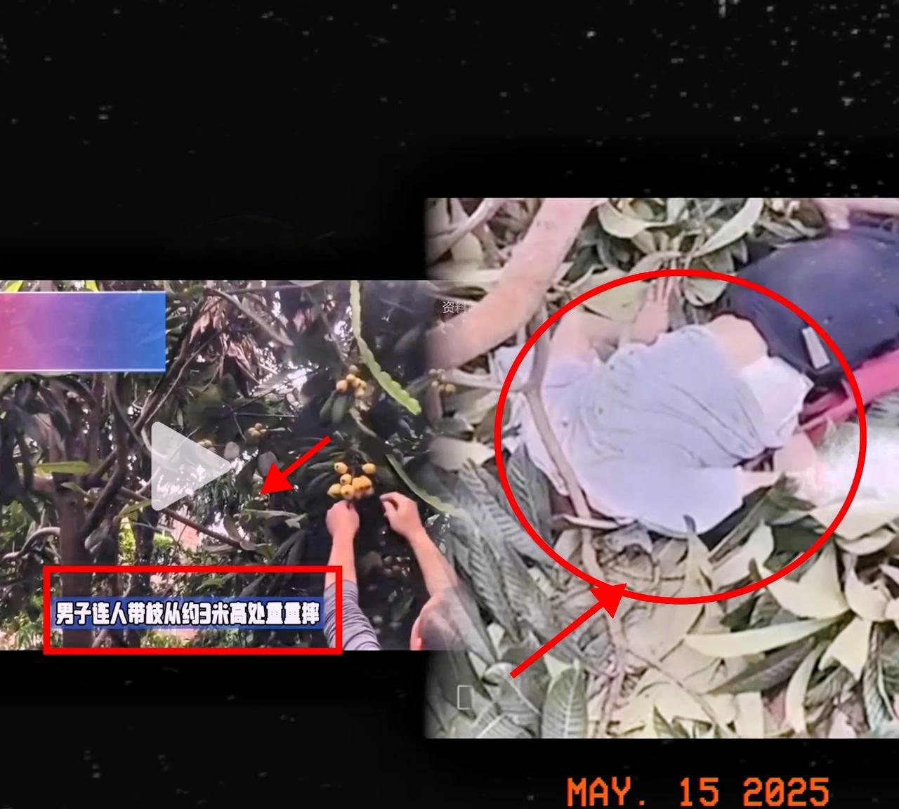 成都“枇杷血案”，贪小失大真不值！
四川成都发生了一起令人唏嘘的事件，仅仅为了十