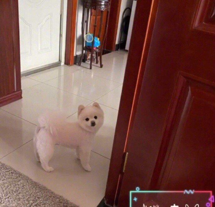 疫情前后的狗狗，在家都熬成流浪狗了。