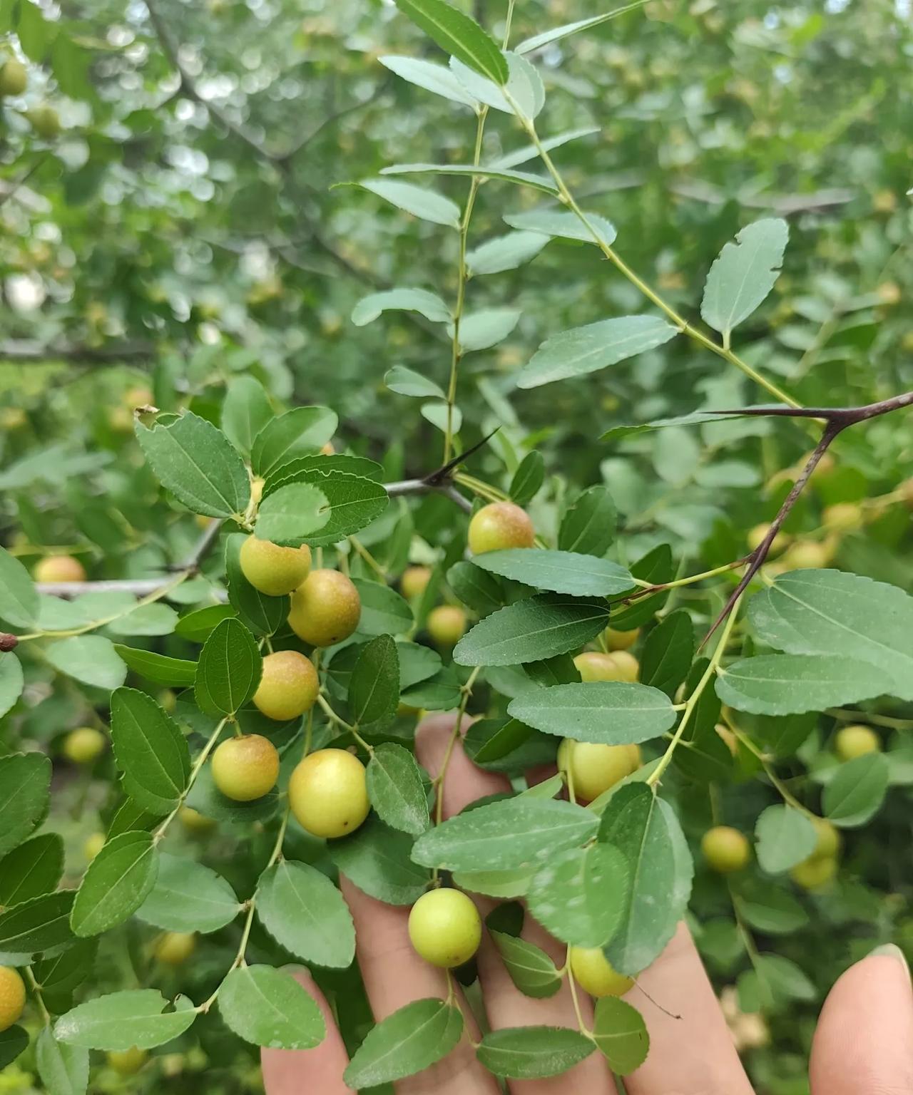宽哥：不错，不错，还是错换，医院的医生、护士都出来作证了，没有手环……
92年淮