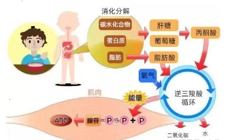 为什么吃了东西有力气？让我们有力气的分子是什么？……这些问题的共同的答案——三磷