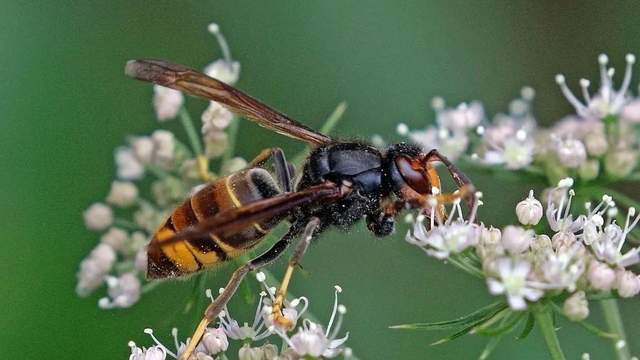 云南留守儿童殒命蜂群之下：一场本可避免的悲剧与养殖安全之问