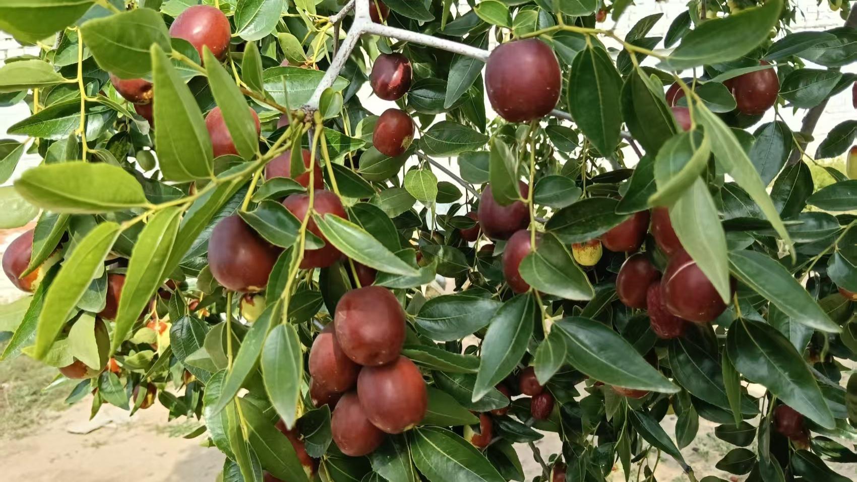 红枣出逃记：从枝头到掌心的甜