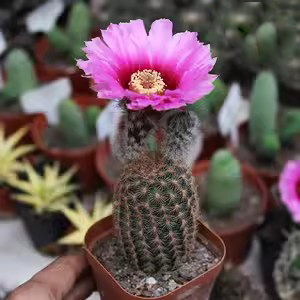 折磨虾仙人球有什么特点？我总结主要是这三点