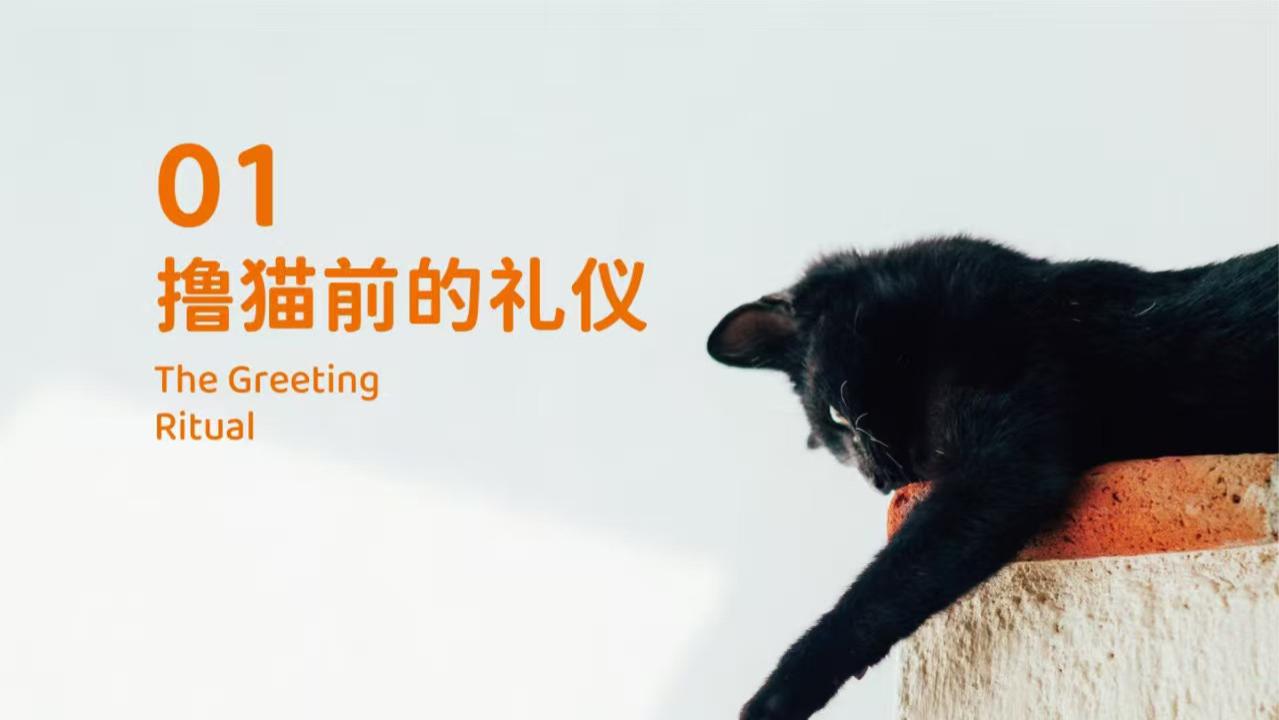 象乡宠物食品 | 撸猫的时候摸哪里猫咪最舒服?