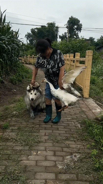 狗：奶奶拉偏架啊，揪着耳朵让街溜子叨我啊！[灵光一闪]
