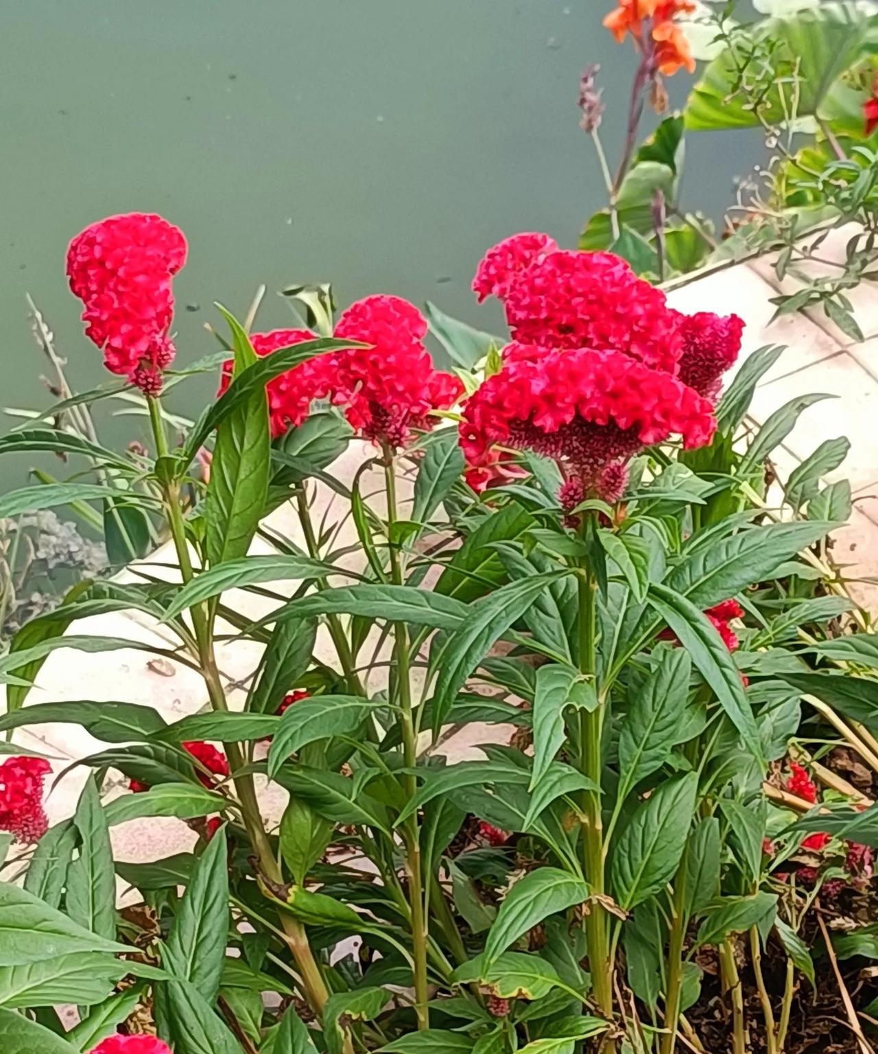 村里看完了大阅兵
支书说了几句简短言深的话
我们今天这么美好的幸福生活
是多么的