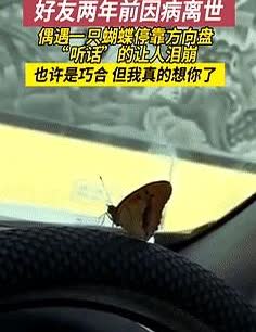 “泪目了！”辽宁，战友2年前就已病逝，就在3天前，男子偶遇一只蝴蝶，他抱着试试看