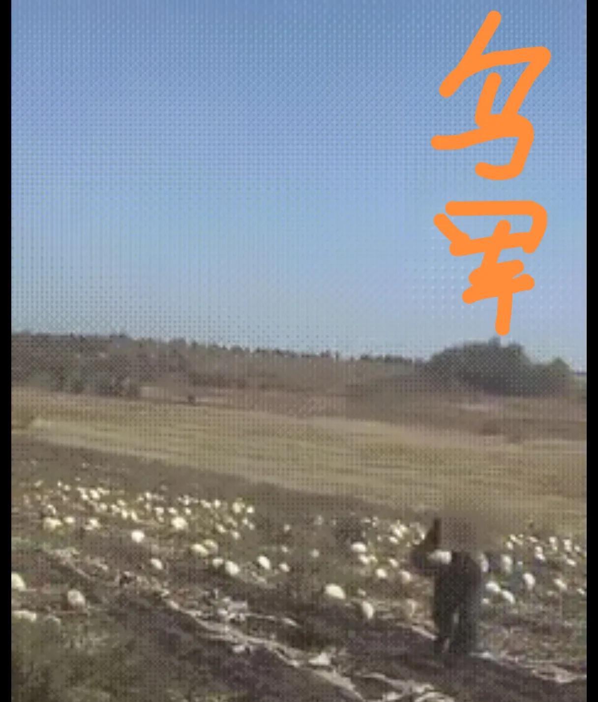 乌克兰想倒向西方造成俄乌冲突，西方世界是自由主义、利己主义！从俄乌士兵的行为就可