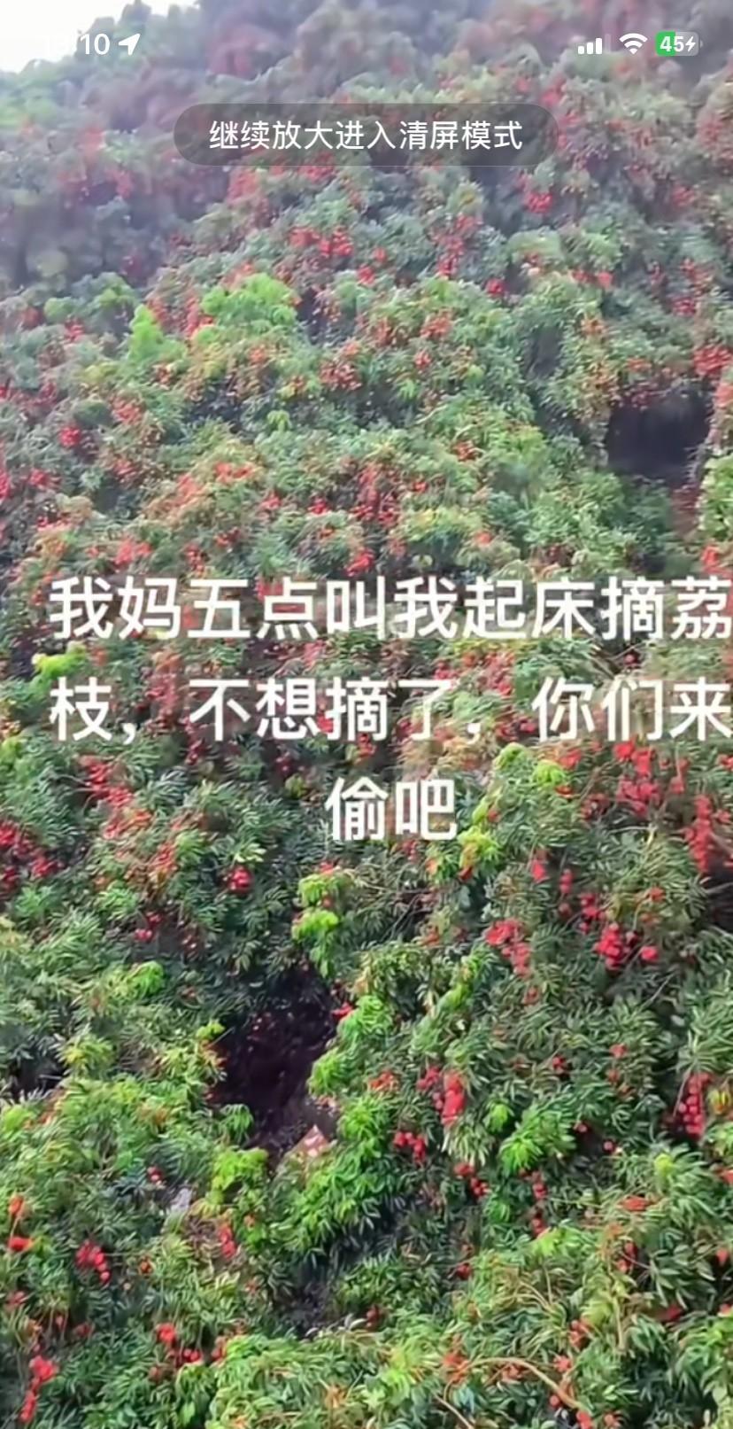 我妈叫我请假回家
早上五点起床
叫我帮她摘荔枝
不想摘了
你们来我地里偷吧！