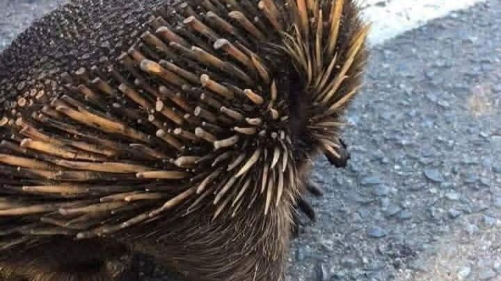 这种身披棘刺的动物，适应了森林火灾，被火灾烧成平头也不躲避