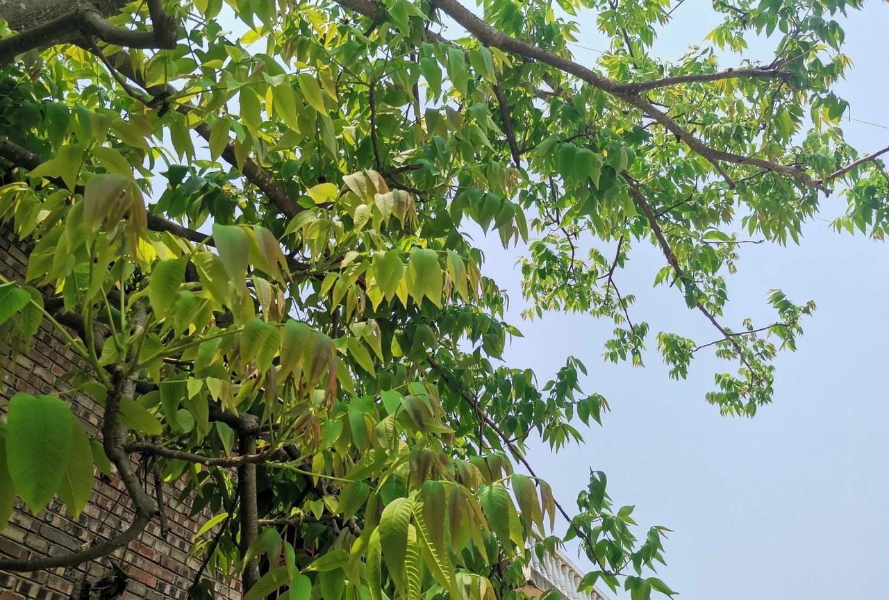 犹太人最大的敌人其实在内部，他就是内塔尼亚胡。



当今以色列的领导者内塔尼亚