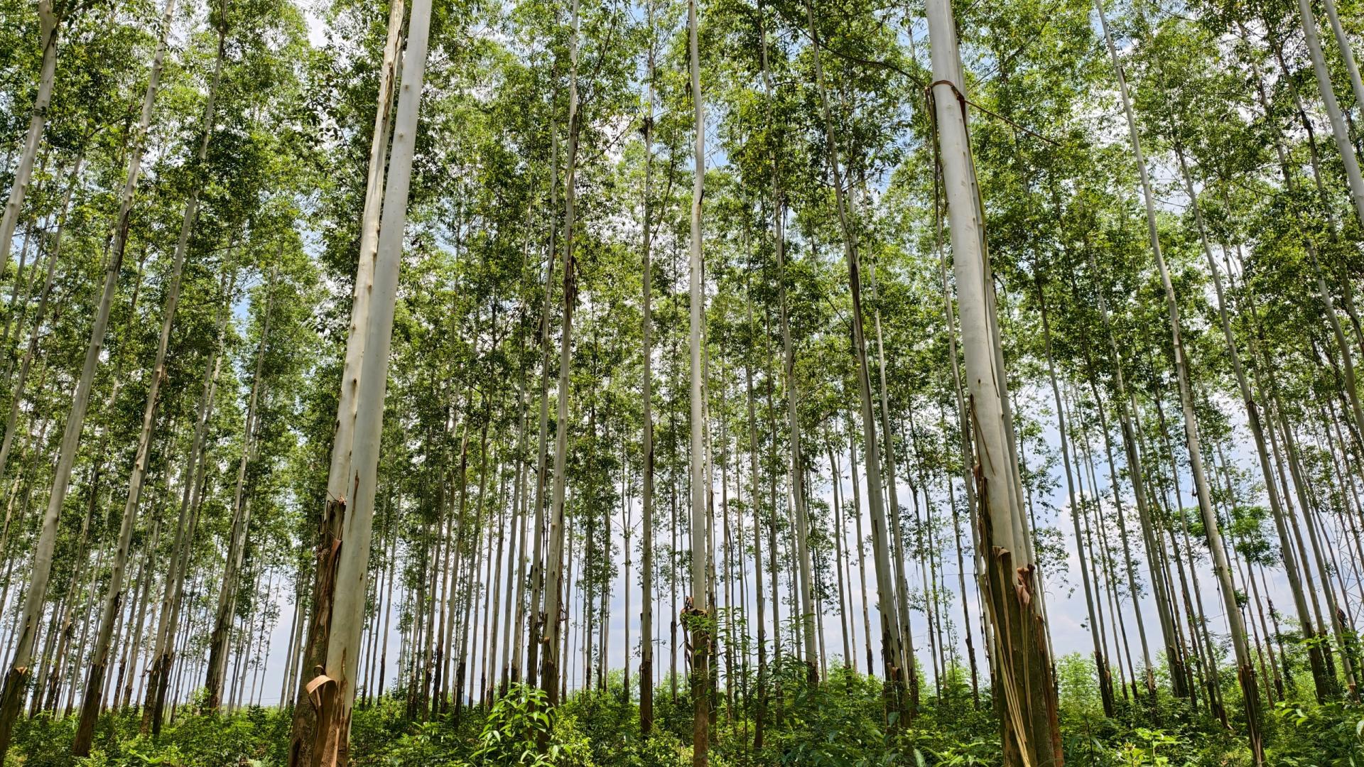 60年，只为一棵树