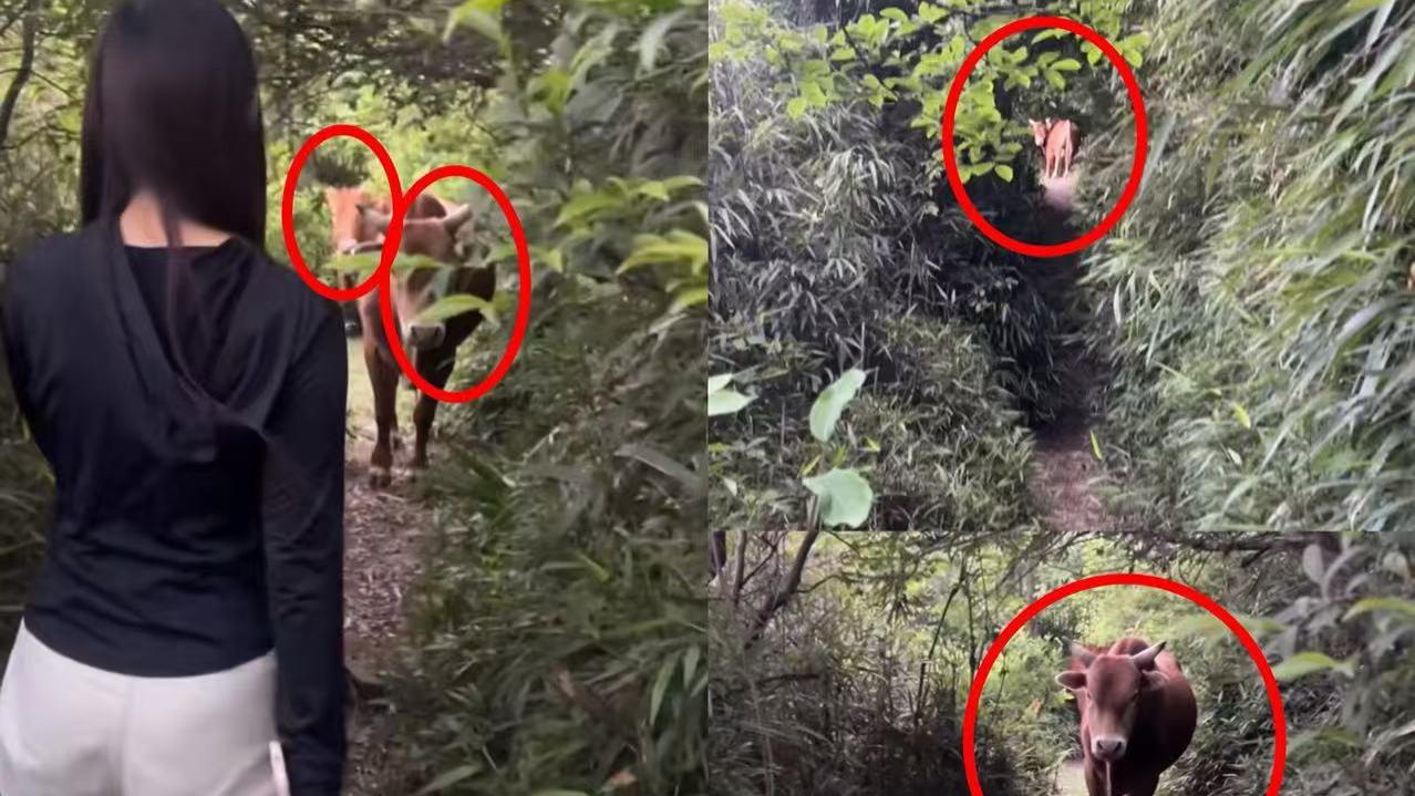 四川一男女遛狗时狗吠惹怒黄牛，两人挂树上两小时！
