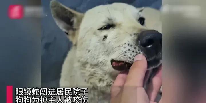 看哭了！6月7日，江西赣州一处居民院子里，一条眼镜蛇突然爬进来，小狗发现后并没有