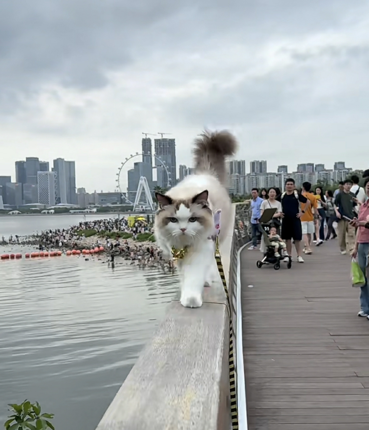 这就是真正的走猫步