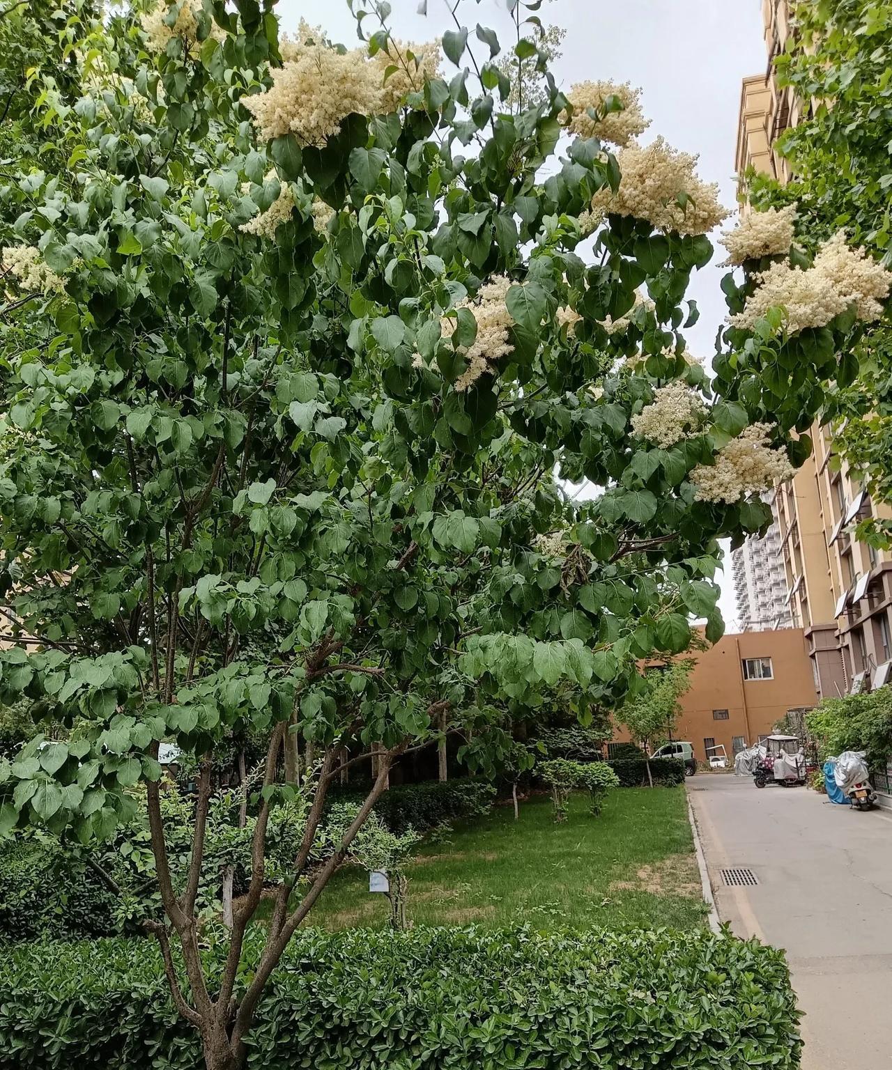 #手机里的花花草草#
我们小区，是一个美丽的小区，小区内一些叫不上名来的花草树木