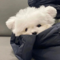 柏西域冒险剧场