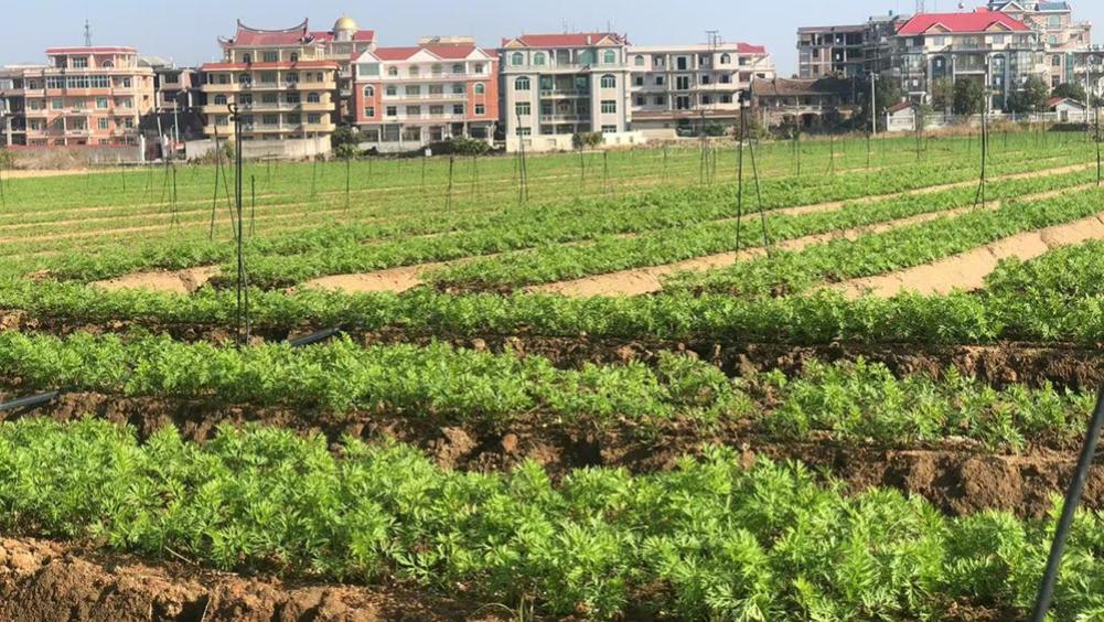 现代农业显身手 科技赋能谱新篇