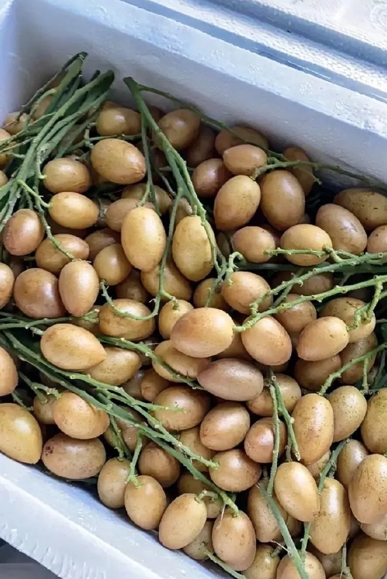 这是什么东西，老公从广东出差背回来的一箱！长得跟迷你小番茄似的，圆滚滚的，往嘴里