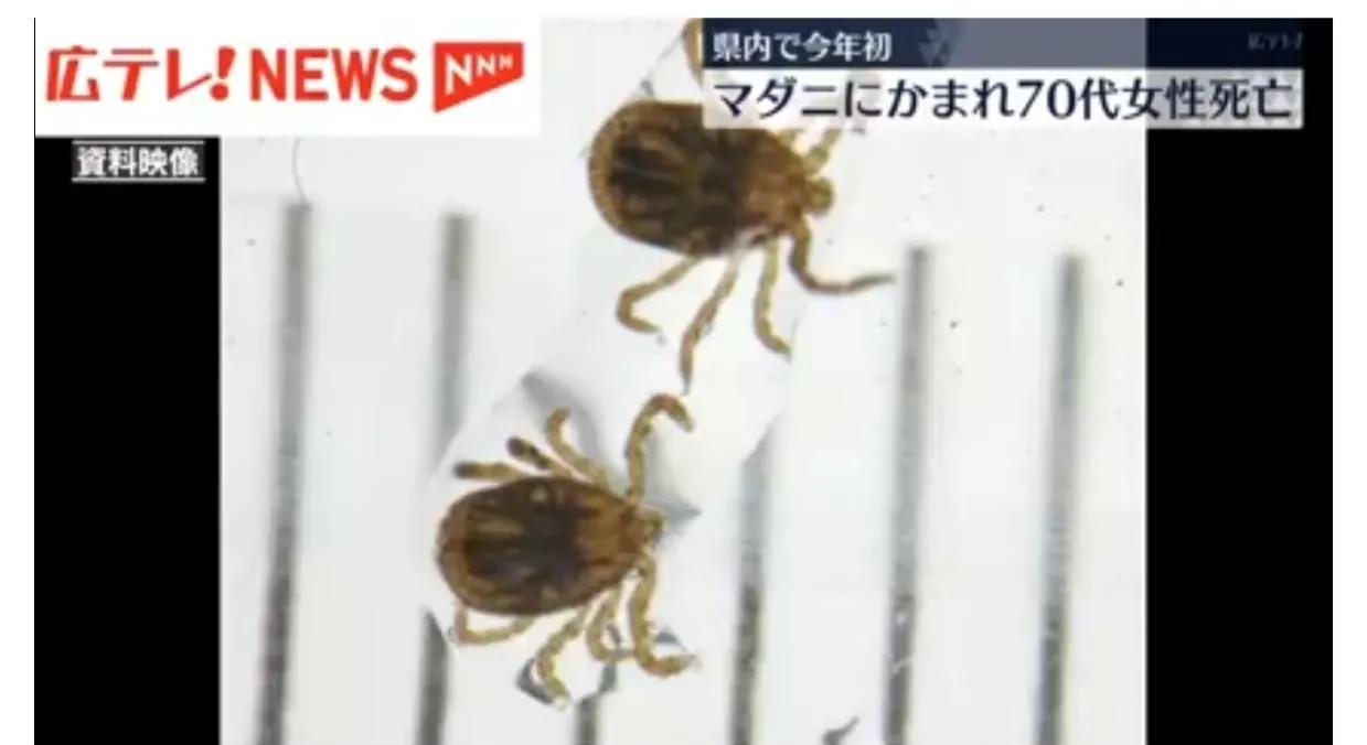 广岛一70岁妇女被蜱虫咬后死亡
根据5月30日日媒报道：居住在广岛县吴市的一名 