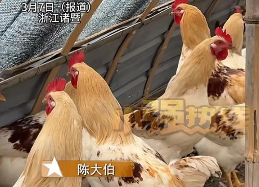 浙江诸暨，一位大爷在网上花了59.5元买了58只三黄鸡苗，特意要求卖家发全母鸡，