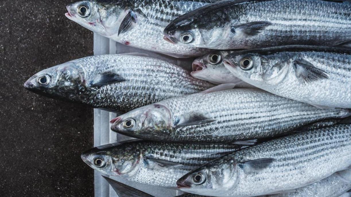 9月开海季，哪种海鲜最肥美？老渔民推荐这10种，错过再等一年！