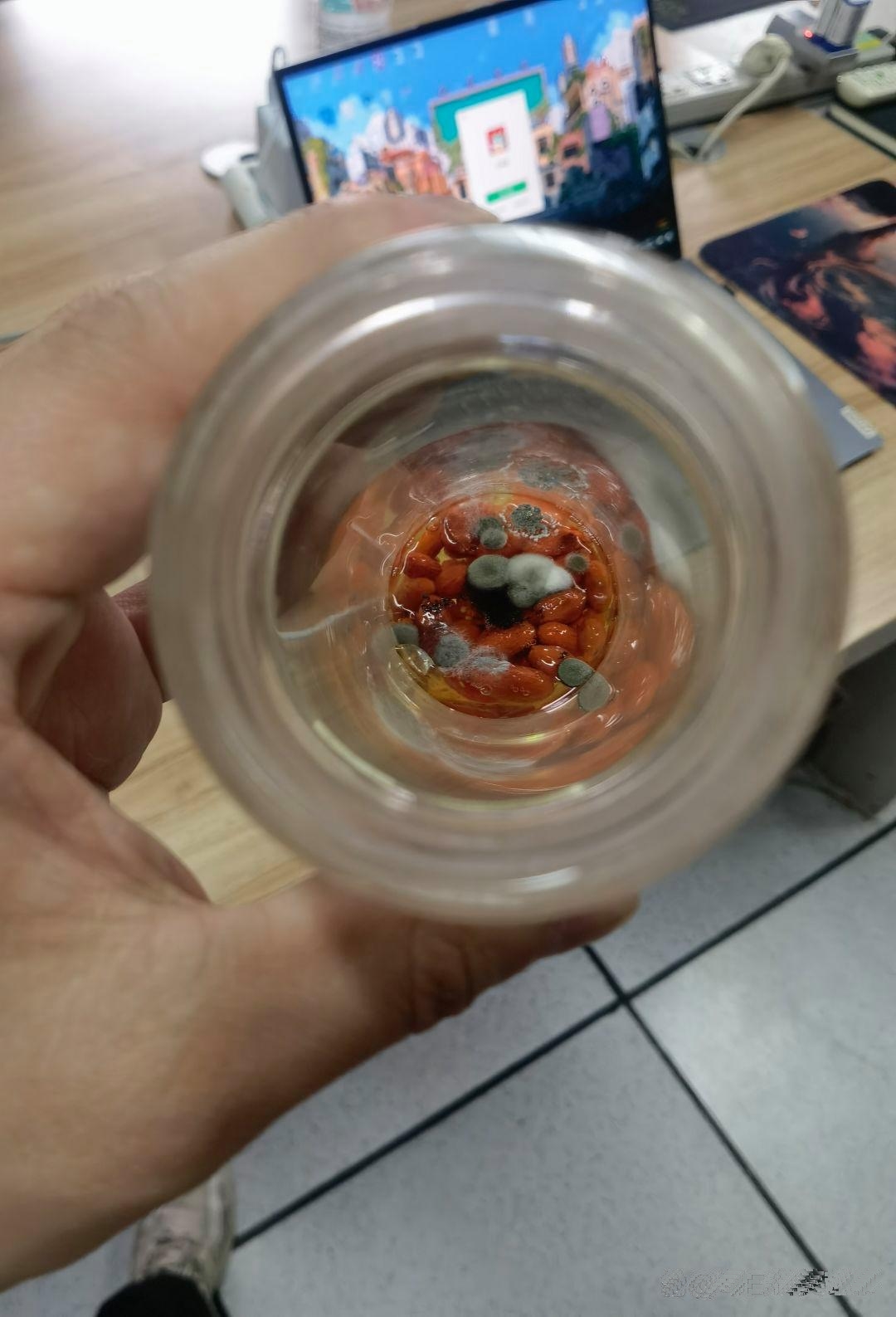 放了12天的枸杞，这一口下去，恐怕能看到太奶吧！
这是什么菌种，有人认识吗？