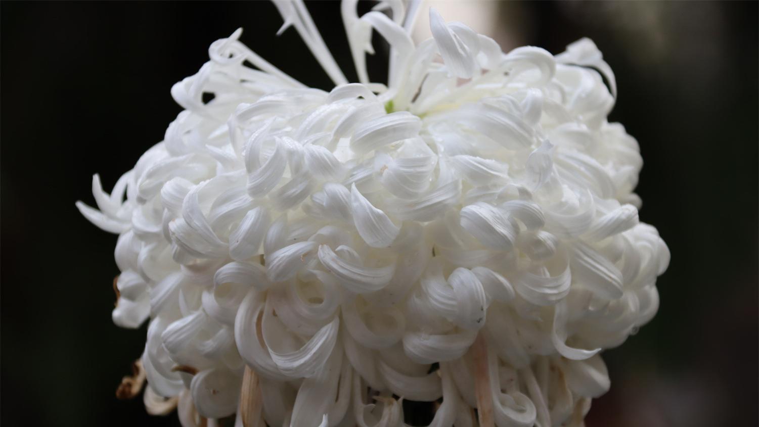 不是花中偏爱菊，此花开尽更无花。