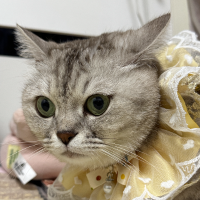 新远思日本留学