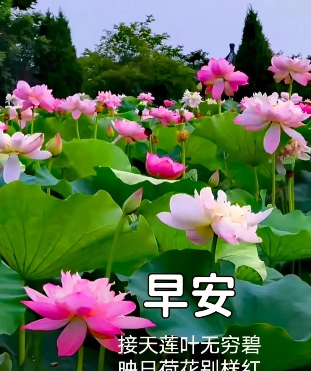 上联：活水养出荷仙境，
下联：青山育出竹洞天