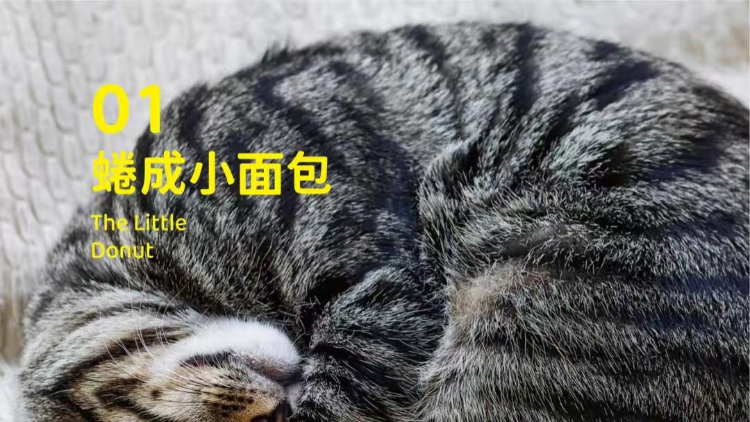 象乡宠物食品| 破案了! TA的内心戏全写在睡姿里!