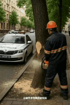 这是城市的道路，无根的树！