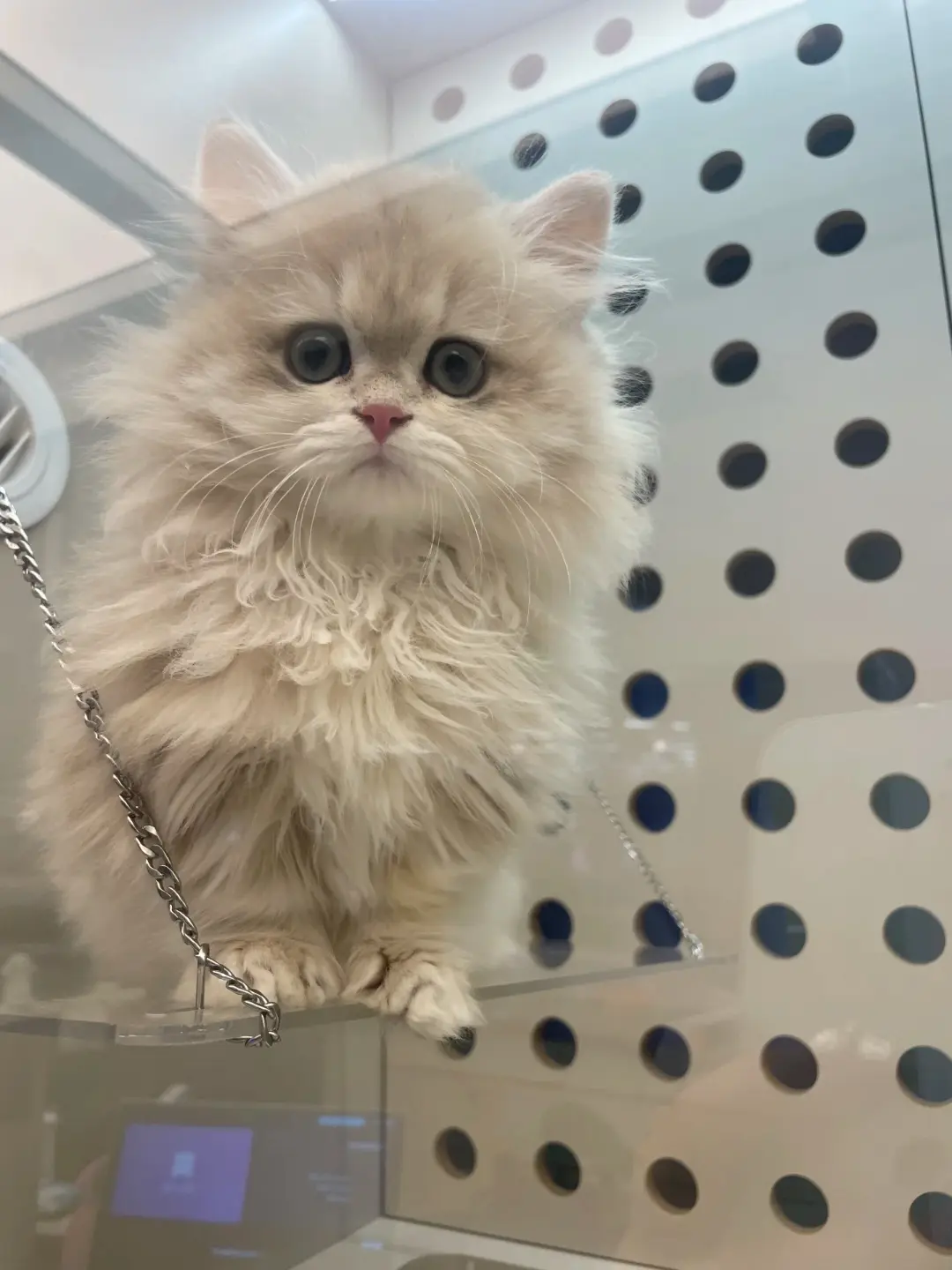 拿下万元户猫猫！！