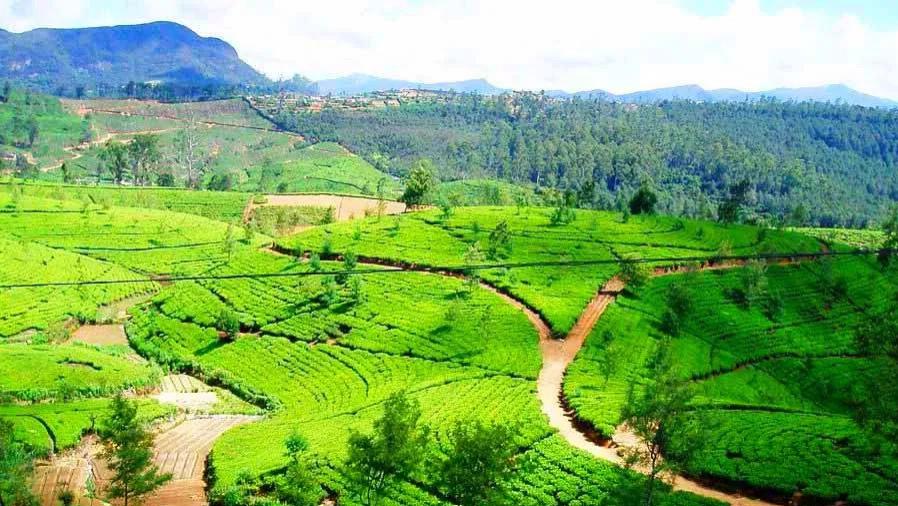 中国茶叶传入斯里兰卡