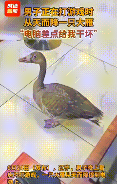 “彻底懵了！”辽宁一男子晚上正在店铺里面打游戏，突然一个东西从天而降，吓的男子立