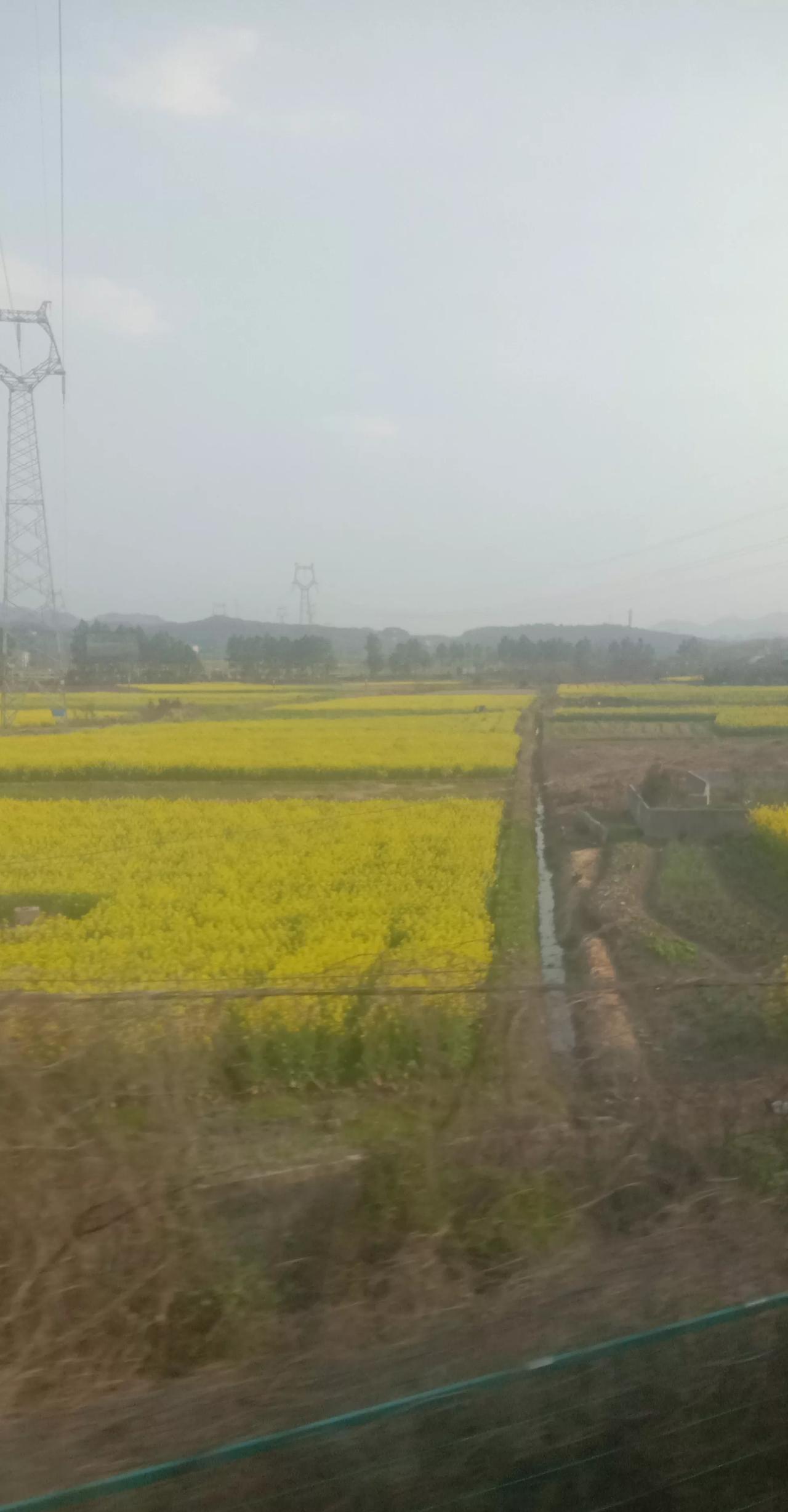 #春日生活打卡季#
油菜花开了
春意盎然的季节
心情也在飞扬