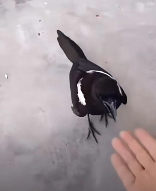 喜雀落掌心那一刻，她失声痛哭：是你回来看我了吗？