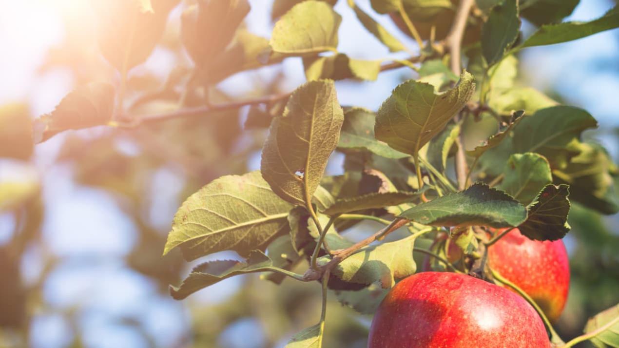 三天病虫害防治法，现象级，湿地多虫环境，小麦抗病新招