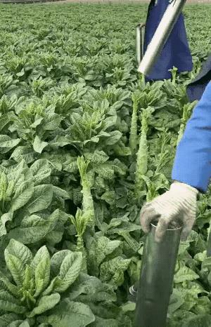 莴笋叶又嫩又青又甜，
可为什么种莴笋的宁可浪费在地里，
也不拿去市场卖？