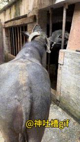 小牛回家看妈妈：小牛轻车熟路，一阵小跑跑回家找妈妈，看到妈妈被关在牛圈里，用脑袋