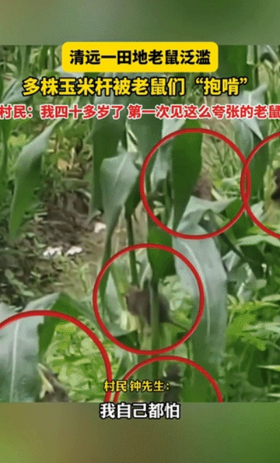 太吓人了！广东清远，男子去玉米地里除草，不料，听到“嗤嗤”的啃食声，定睛一看，一