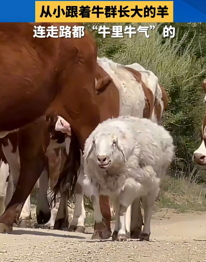 从小跟着牛群长大的羊，连走路都“牛里牛气”的！