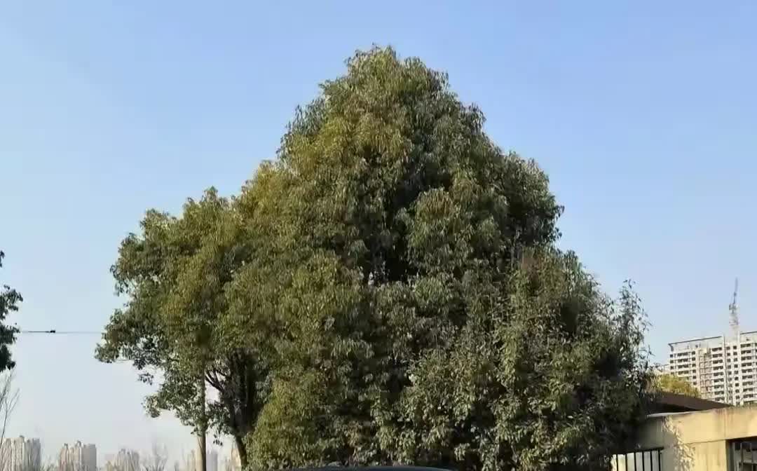 我家最近换车了，这感受真是太深刻了！老公之前那燃油车，每个月光油费就得1000多