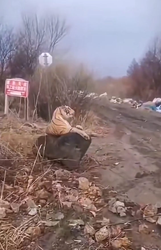老虎:我在等外卖，你在等什么